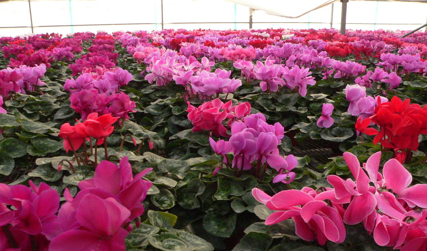德昌丽格海棠玫瑰海棠品种/西藏一帆风顺性价比/成都市郫都区锦程苗圃