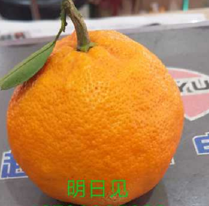 四川明日见柑橘种植基地