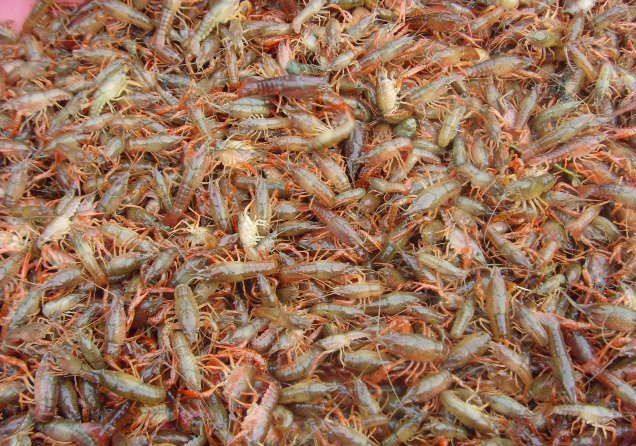 乐山小龙虾养殖哪里有_成都特种养殖动物