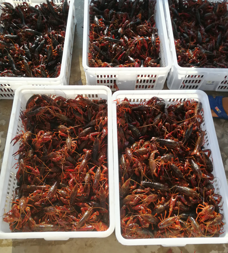 贵州龙虾养殖技术