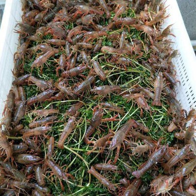 贵州小龙虾养殖技术