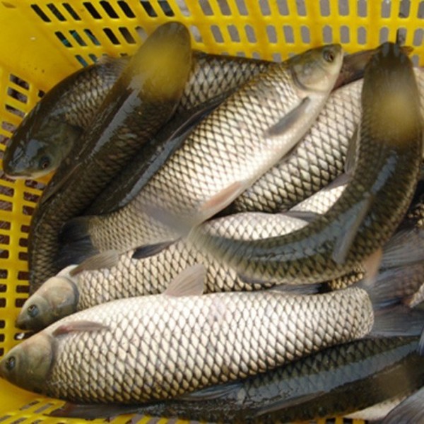 沿海地区海产品鱼类_野生鱼类相关