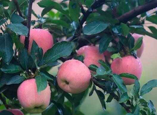 我们推荐水果苹果多少钱_西安苹果相关