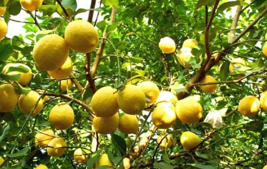 新鲜黄柠檬哪家好_柠檬酸钠相关-四川宇财农业开发有限公司