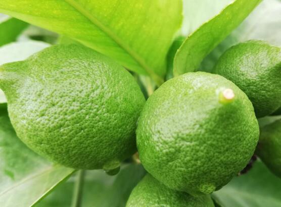 新鲜青柠檬价格_海南青柠檬5斤相关-四川宇财农业开发有限公司
