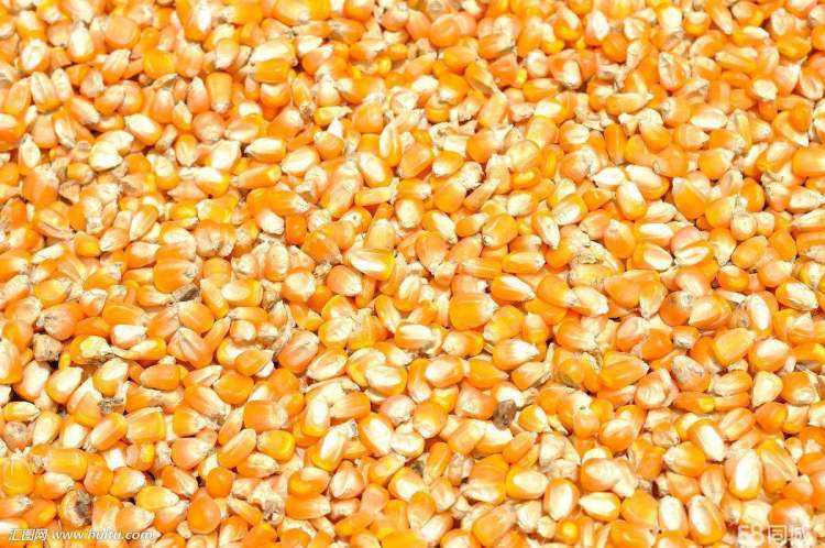 山东玉米批发价_优质玉米价格