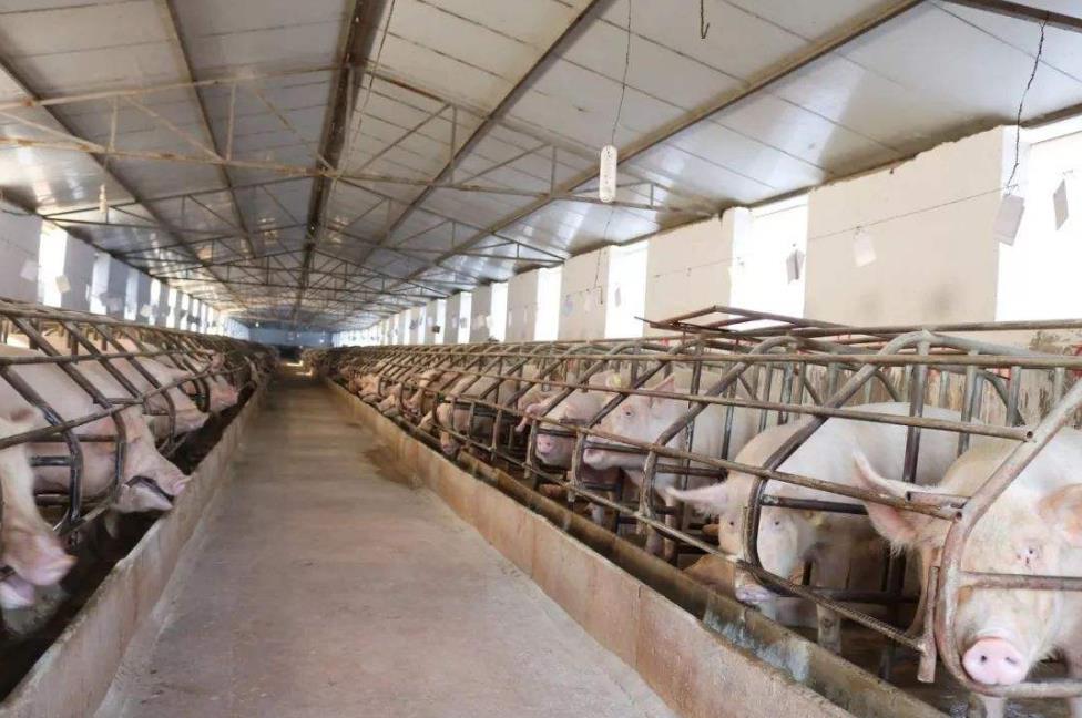 生猪养殖创业前景_特种养殖动物加盟-遵义森宏农业科技有限公司