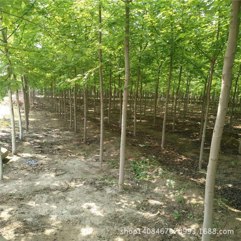 我们推荐园林景观建材供应_园林景观石相关-贵州省仁怀市家好绿化有限公司