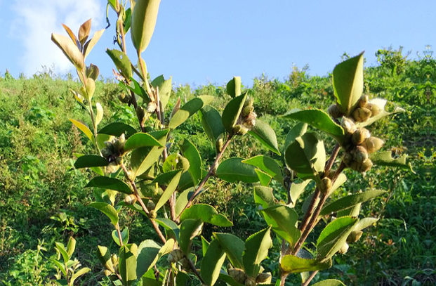 油茶种植技术_优质农业加盟-重庆市梁平区登云山油茶种植股份合作社