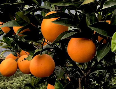 今年雷波脐橙价格_优质柑桔、橙、柚价格-木里西木洛客食品加工有限公司