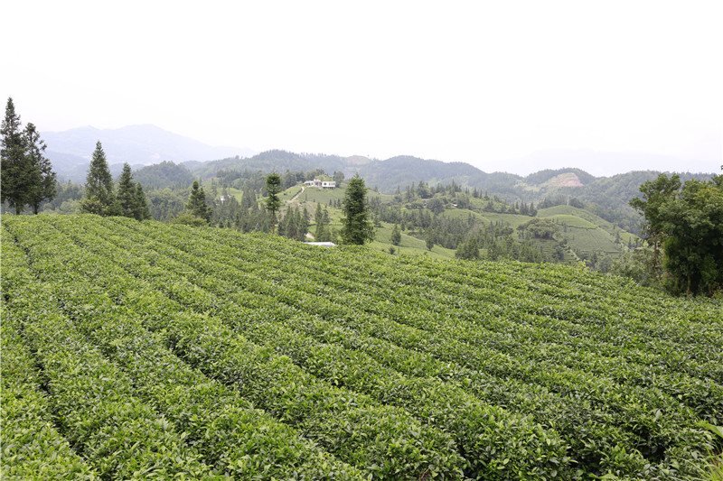 贵州特产铁观音价格_高山铁观音批发相关-贵州省普安县古茶茶业有限责任公司