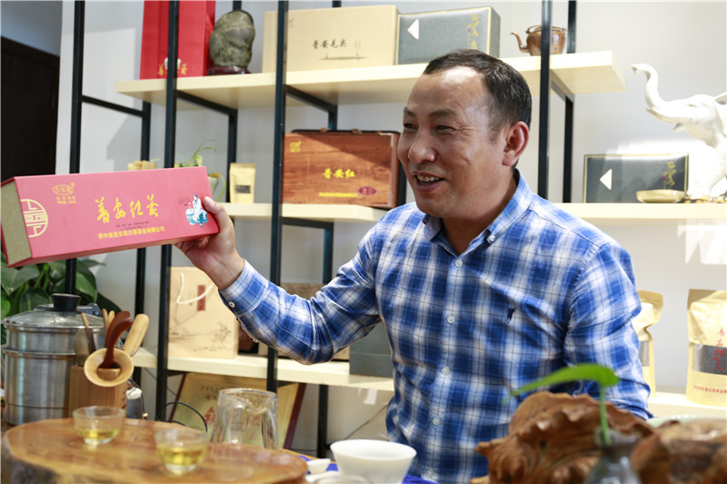 贵州四球茶种植基地_普安县特产红茶价格-贵州省普安县古茶茶业有限责任公司