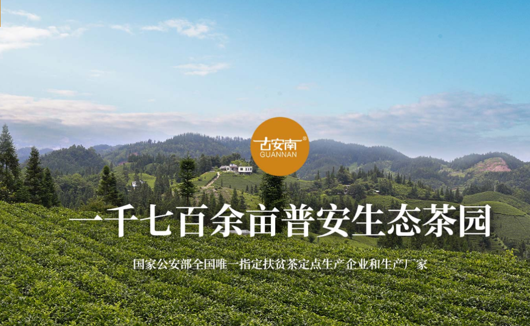 贵州古茶茶叶生产基地_贵州普安显红茶茶叶-贵州省普安县古茶茶业有限责任公司