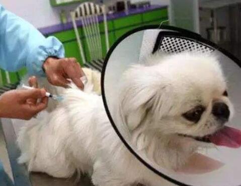专业宠物绝孕费用_靠谱的医疗保健服务价格-北京凯恩动物医院有限公司