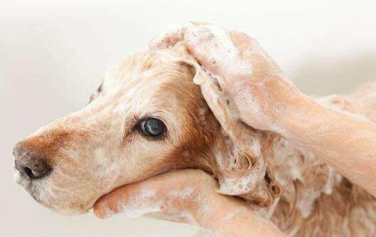 信赖宠物洗澡在哪里_其它宠物用品相关-北京凯恩动物医院有限公司