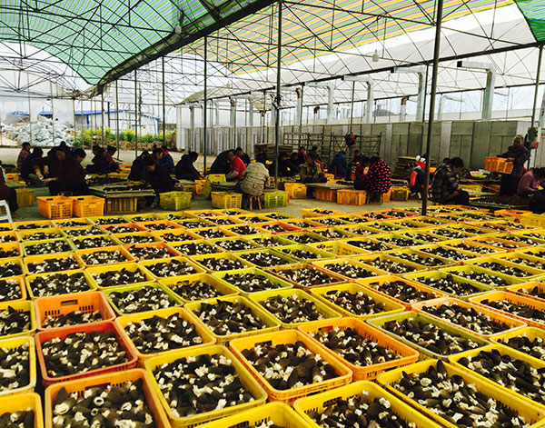 三邦羊肚蘑基地_优质蘑菇在哪里-四川三邦羊肚菌业有限公司