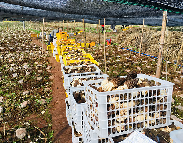 羊肚蘑产地直供_羊肚蘑产地相关-四川三邦羊肚菌业有限公司