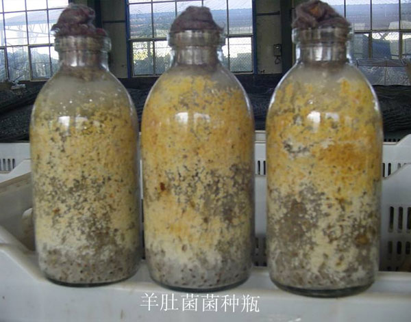 尖顶羊肚菌种类_其它食用菌和藻类相关-四川三邦羊肚菌业有限公司