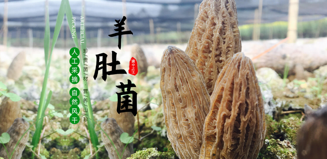 我们推荐羊肚蘑_羊肚蘑图片相关-四川三邦羊肚菌业有限公司