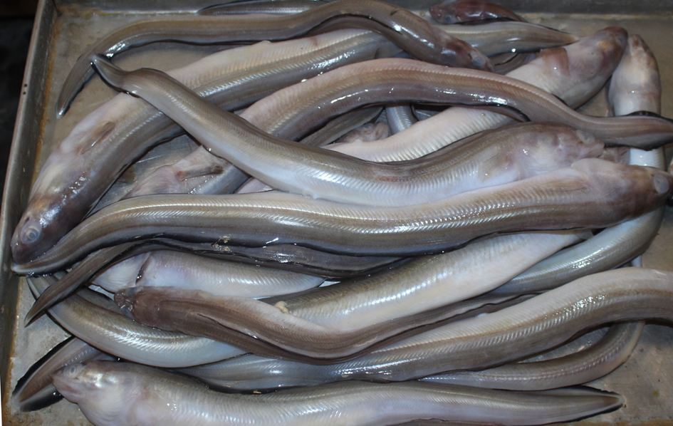 鳗鱼多少钱一斤_海霸王鱼类价格-郫都区昌盛水产经营部
