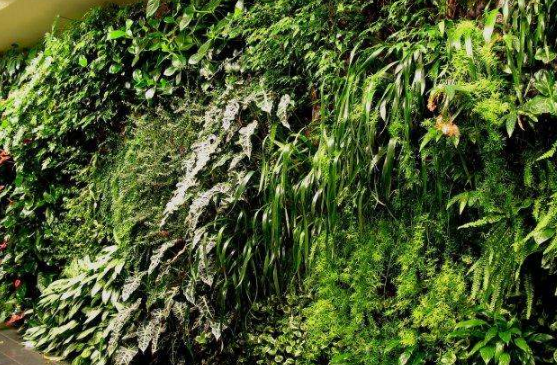 四川植物墙施工公司_仿真植物墙配材相关-成都十步景环境艺术有限公司