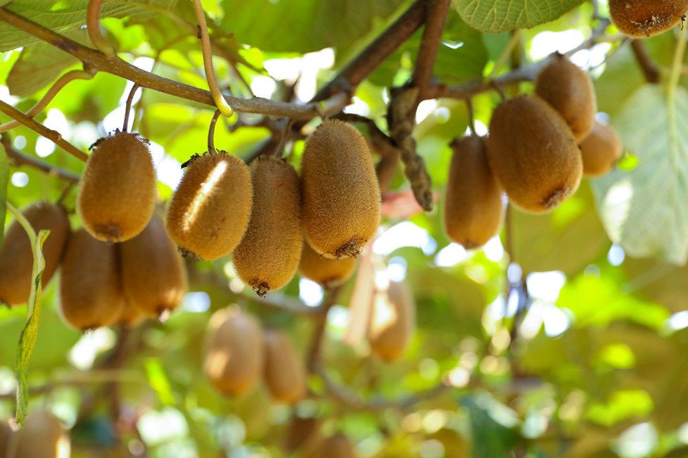 贵州特产猕猴桃果干_优质其他生鲜水果有哪些-贵州三金圣果绿色食品有限责任公司