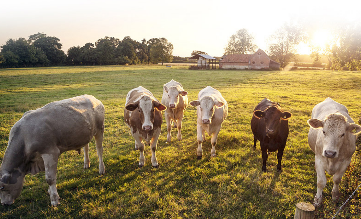 我们推荐专业代加工牛排项目加盟_代加工牛排批发数量相关-四川欧牛食品有限公司