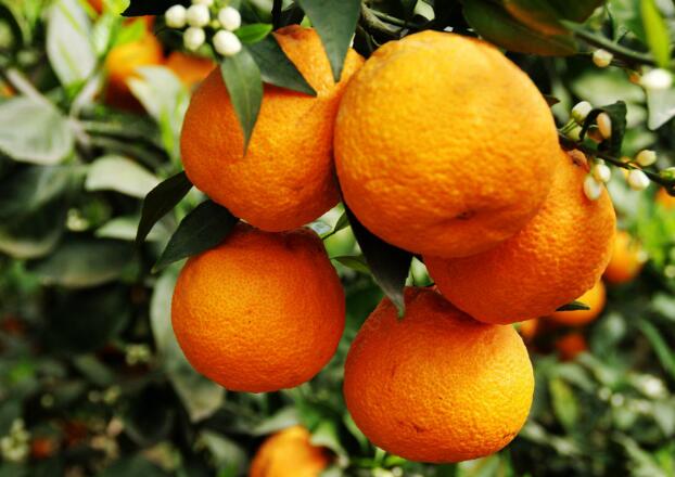我们推荐新鲜春见粑粑柑销售_春见是什么水果相关-四川省醉忆小橘农业发展有限公司