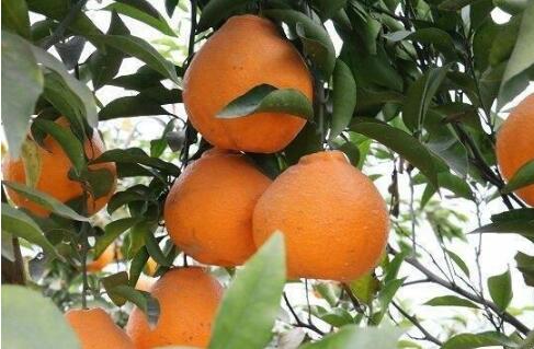 新鲜椪柑多少钱一斤_无籽柑桔、橙、柚多少钱一斤-四川省醉忆小橘农业发展有限公司