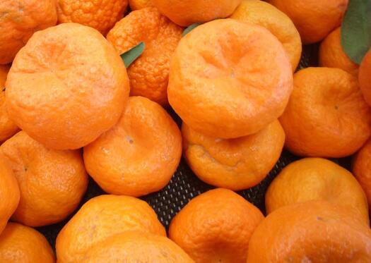 哪有有春见出售_四川柑桔、橙、柚-四川省醉忆小橘农业发展有限公司