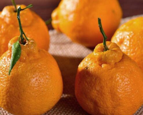 不知火柑橘的功效_高品质柑桔、橙、柚价格-四川省醉忆小橘农业发展有限公司