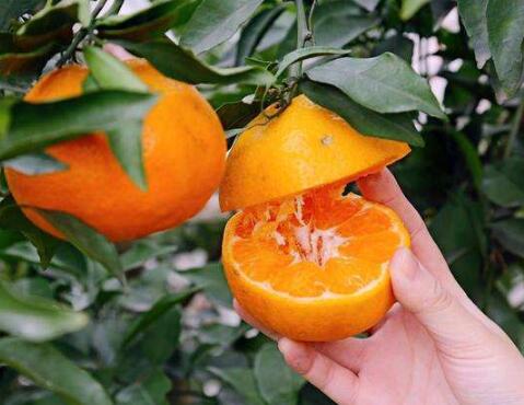 不知火丑柑价格_柑桔、橙、柚哪里买-四川省醉忆小橘农业发展有限公司