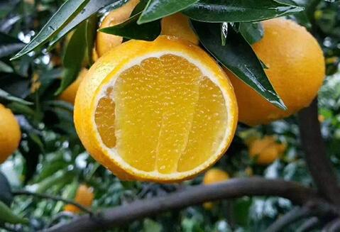 爱媛38号是橙子吗_四川柑桔、橙、柚市场价-四川省醉忆小橘农业发展有限公司