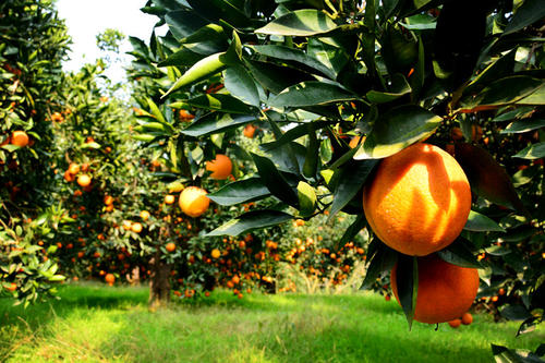 丑柑什么时候成熟上市_新鲜柑桔、橙、柚-四川省醉忆小橘农业发展有限公司