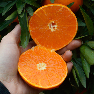 新鲜不知火柑橘价格_好吃的柑桔、橙、柚-四川省醉忆小橘农业发展有限公司
