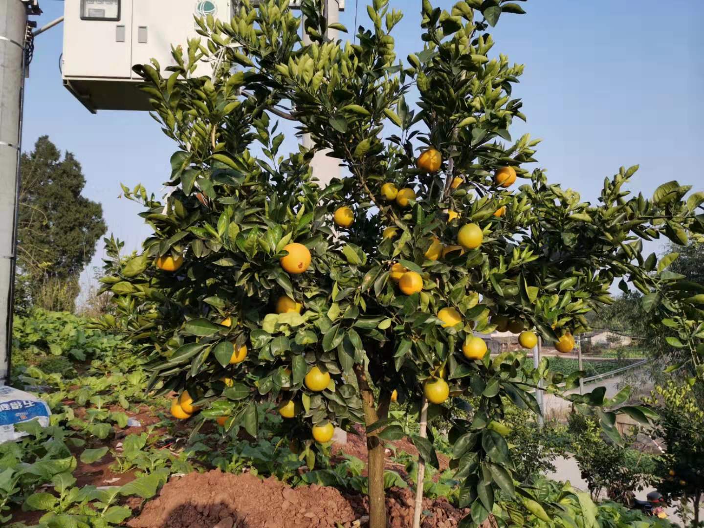 优质柑橘供应_新鲜柑桔、橙、柚产地直供-重庆市渝跃兆生态农业发展有限公司