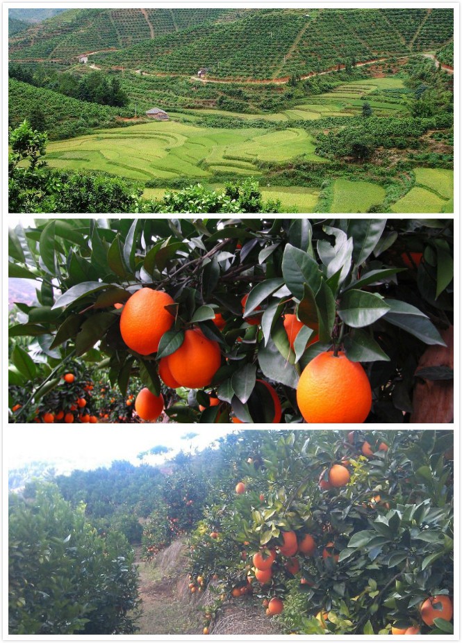 甜橙供应_柑桔、橙、柚批发-重庆市渝跃兆生态农业发展有限公司