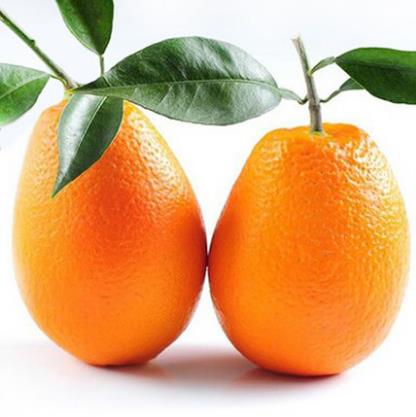 高品质新鲜甜橙价格_甜橙供应相关-重庆市渝跃兆生态农业发展有限公司