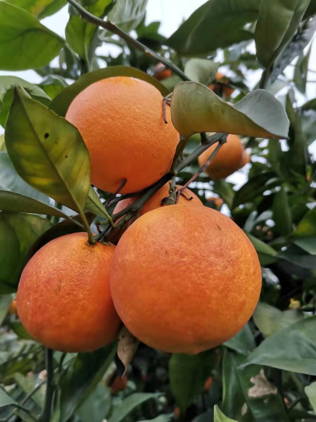 生态水果种植_重庆柑桔、橙、柚哪里有-重庆市渝跃兆生态农业发展有限公司