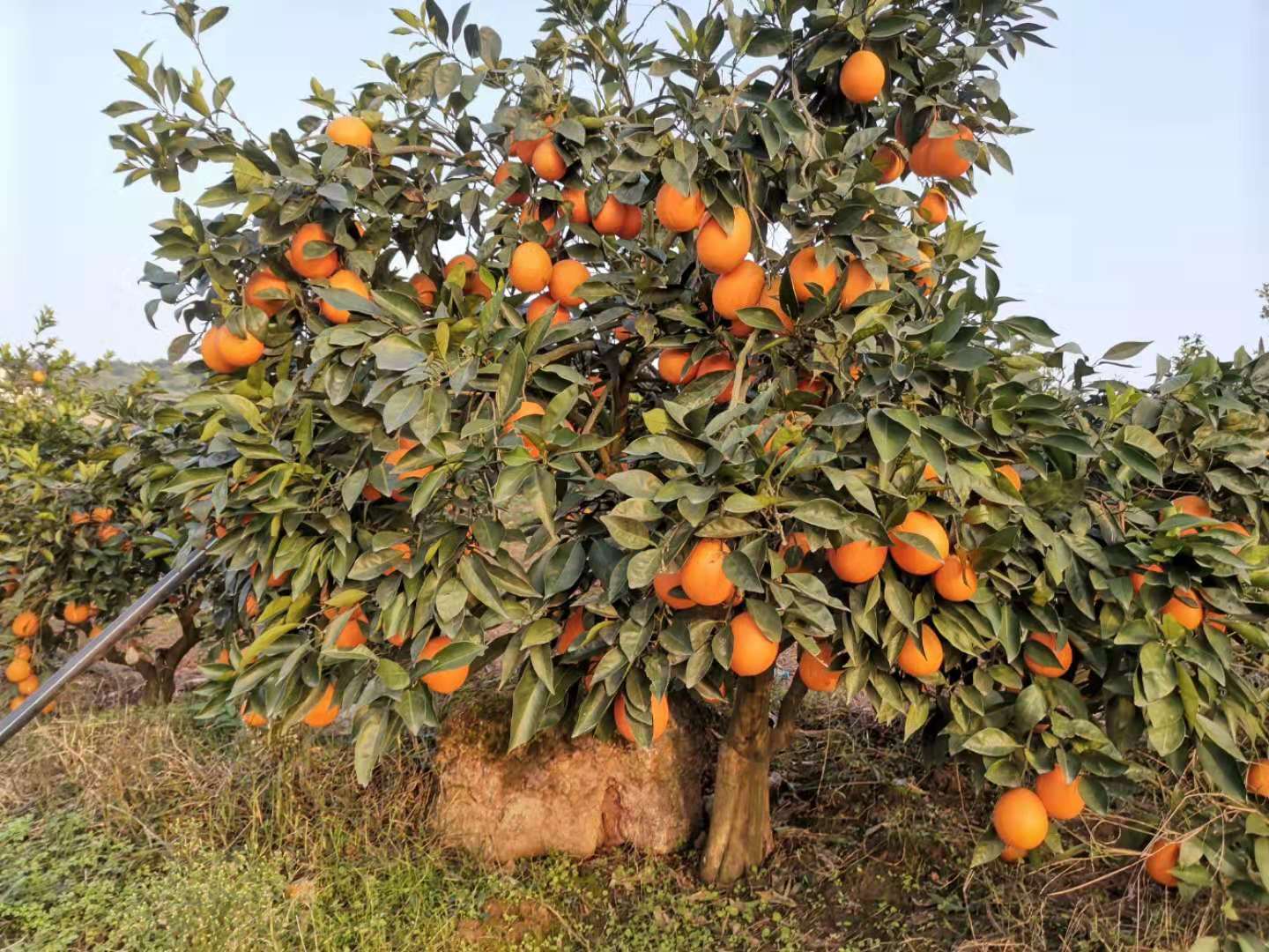 新鲜甜橙多少钱一斤_柑桔、橙、柚基地直供-重庆市渝跃兆生态农业发展有限公司