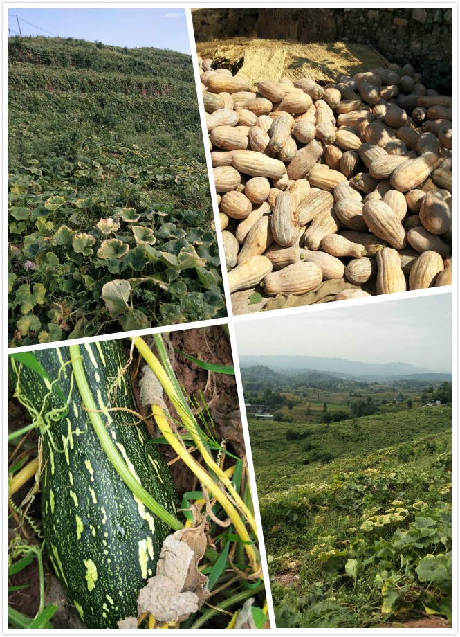 蔬菜种植基地批发_ 蔬菜种植相关-重庆市渝跃兆生态农业发展有限公司