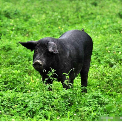 山地放养黑猪养殖供应_其它服务相关-重庆市渝跃兆生态农业发展有限公司