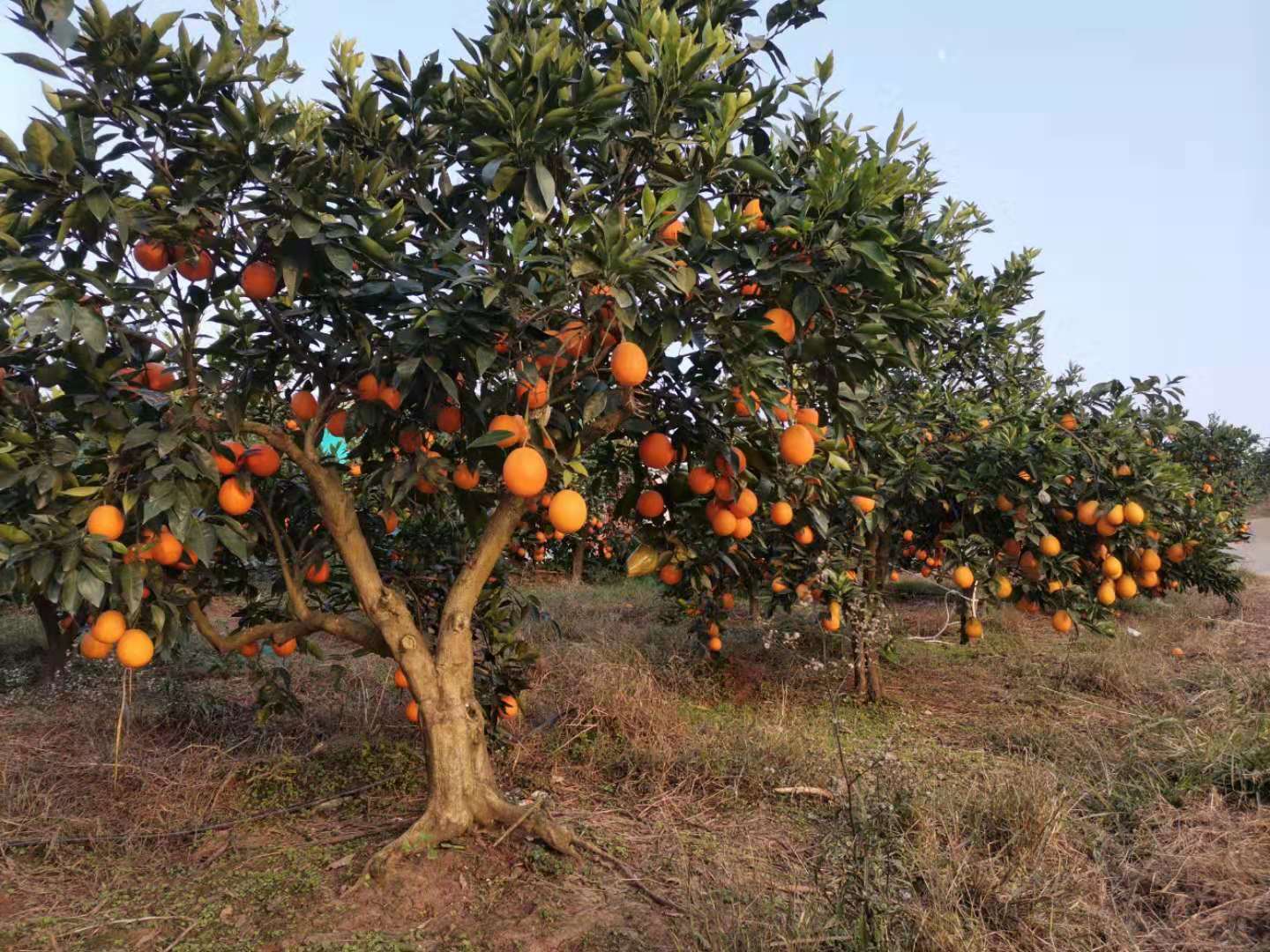 新鲜柑橘产地直供_柑橘种植相关-重庆市渝跃兆生态农业发展有限公司