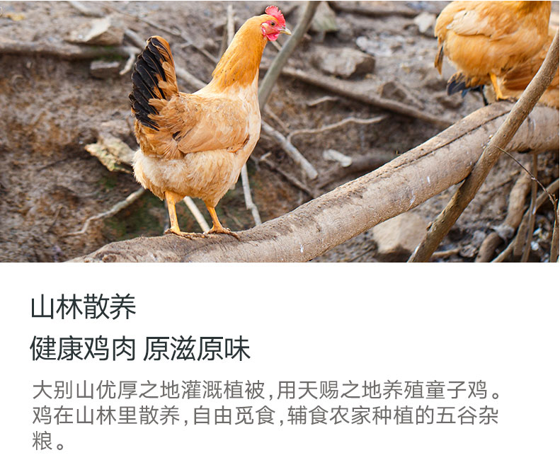 重庆农产品批发_生态农产品代理-重庆市渝跃兆生态农业发展有限公司