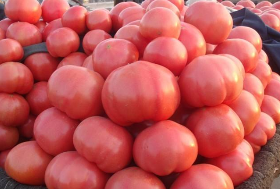 中国西红柿配送_成都瓜果类价格-成都市郫都区绿业益康蔬菜种植专业合作社