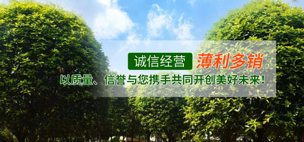 郫县桂花大量销售_郫县灌木-成都寅亨绿化园林工程有限公司