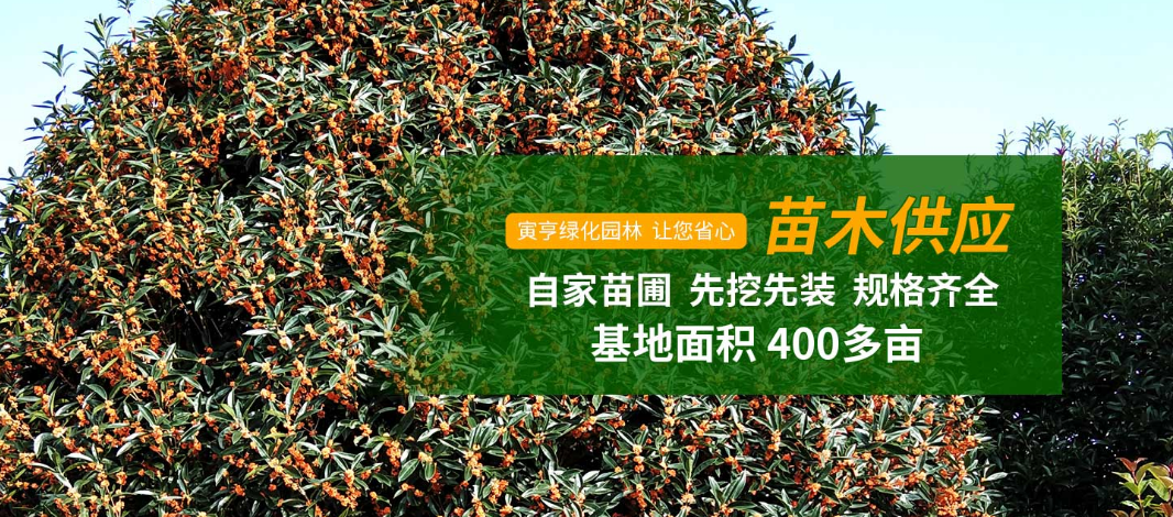 我们推荐温江丹桂苗哪里有_丹桂种植基地相关-成都寅亨绿化园林工程有限公司