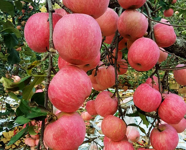 新鲜五代红星苹果礼盒_优质苹果价格-北京盛世果王农业科技发展有限公司