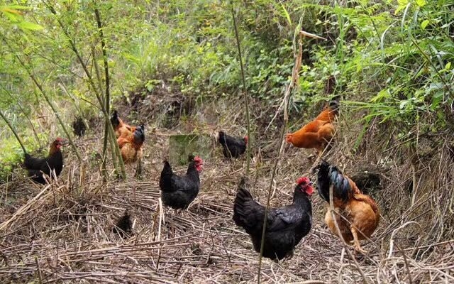 原生态土鸡鸡蛋_放养土鸡相关-安岳县柠农农业开发有限责任公司