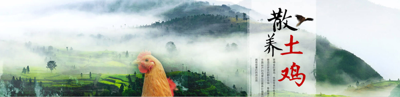 我们推荐成都土鸡蛋供应_土鸡蛋销售相关-安岳县柠农农业开发有限责任公司